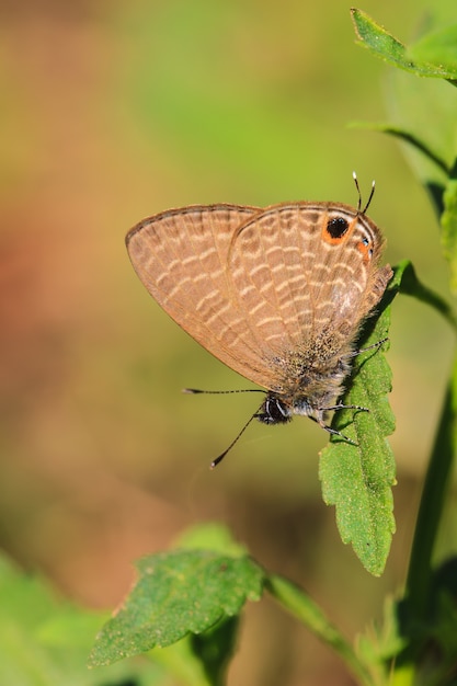 Hermosa mariposa