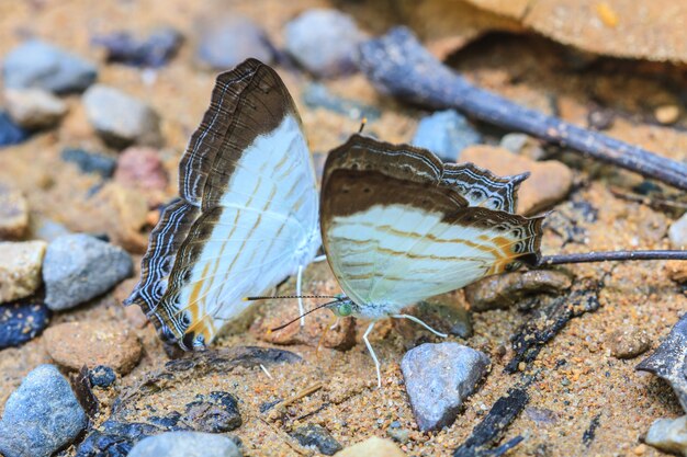 Hermosa mariposa