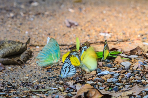 Hermosa mariposa