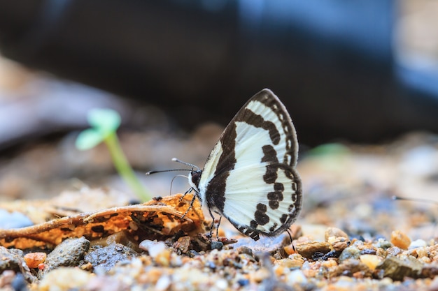 Hermosa mariposa