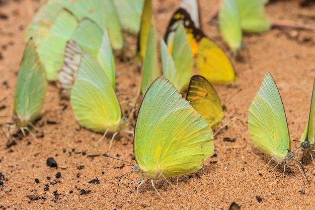 Hermosa mariposa