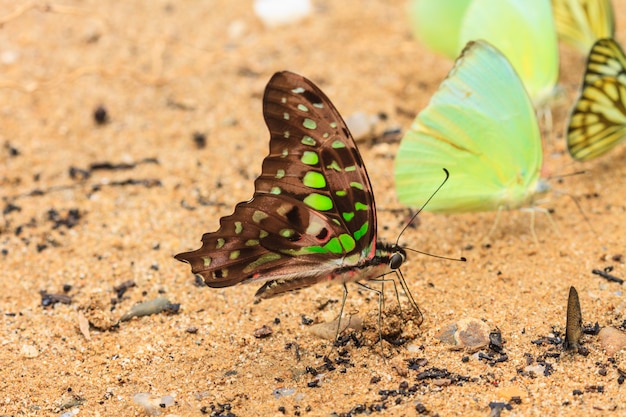 Hermosa mariposa