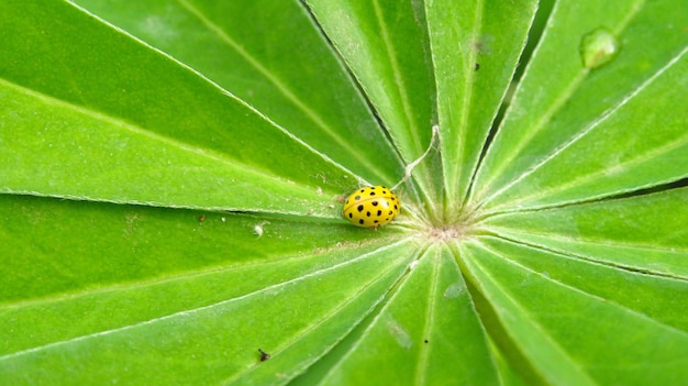 Hermosa mariquita amarilla en una hoja