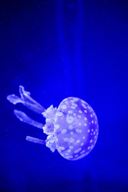 Hermosa medusa medusa en la luz de neón con los peces Vida submarina en el océano medusa vista emocionante y cósmica