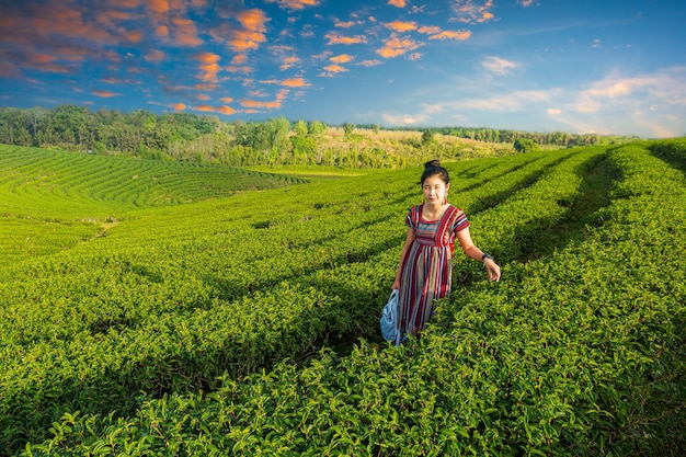 Hermosa mujer asiática Cosechando hojas de té en las hojas de té de la mañana en el campo del té