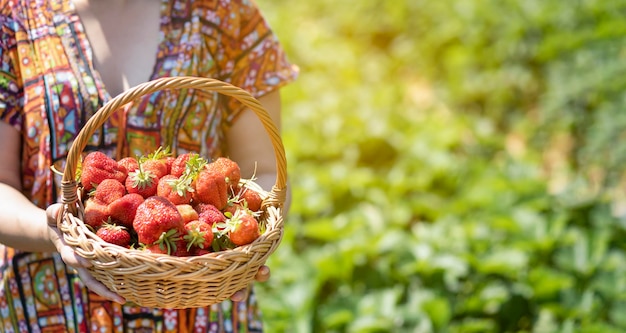 Hermosa mujer asiática está recogiendo fresas en el jardín de frutas en un día soleado. Fresas orgánicas maduras frescas en una canasta de madera, llenando una canasta llena de fruta. Recogida de fruta de temporada al aire libre.