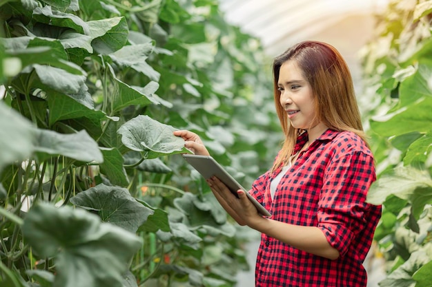 Foto una hermosa mujer asiática feliz sosteniendo una tableta y tocando la hoja de melón en una plantación de melones granjeros felices de recibir dinero