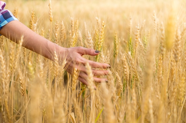 Hermosa mujer asiática mano tocando su cultivo en un campo de trigo dorado. Cosecha.