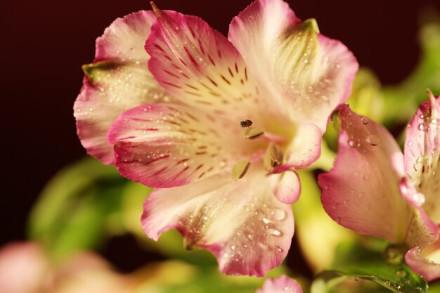 Hermosa mujer feliz con flor de orquídea sobre espacio rosa