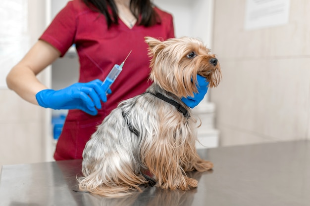 Hermosa mujer veterinaria vacunando yorkshire terrier