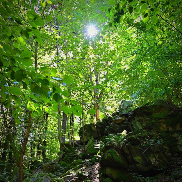 Hermosa naturaleza con bosque y sol Concepto de fondo verde para el medio ambiente y el paisaje