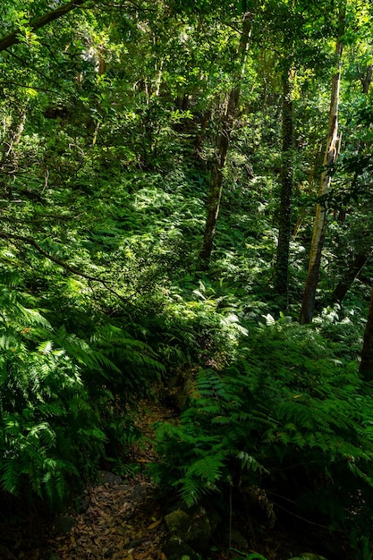 Hermosa naturaleza en la caminata por el sendero junto a los helechos en el Cubo de la Galga