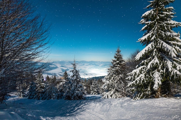 Hermosa naturaleza cielo estrellado con abeto nevado