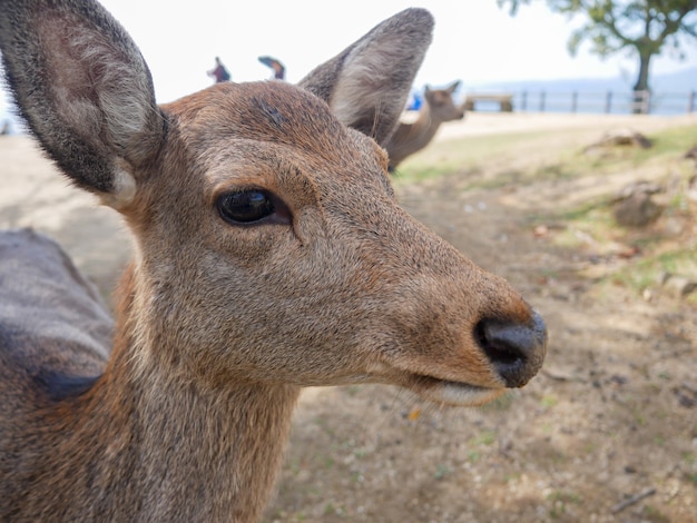 Hermosa naturaleza ciervos en el parque de Nara. concepto de viaje de Japón