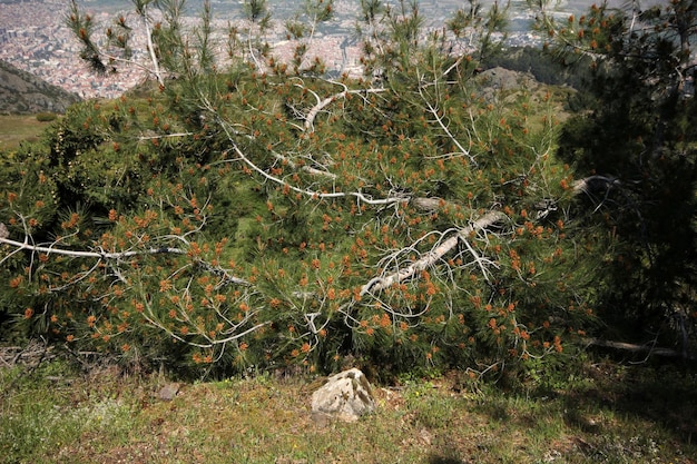 Hermosa naturaleza y ciudad de manisa.