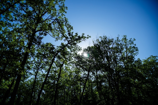 Hermosa naturaleza en un día soleado