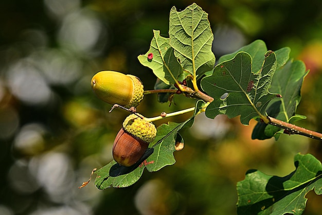 Hermosa naturaleza fondo hojas de roble y bellotas