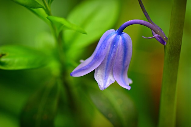 Hermosa naturaleza fondo iris azul en el jardín