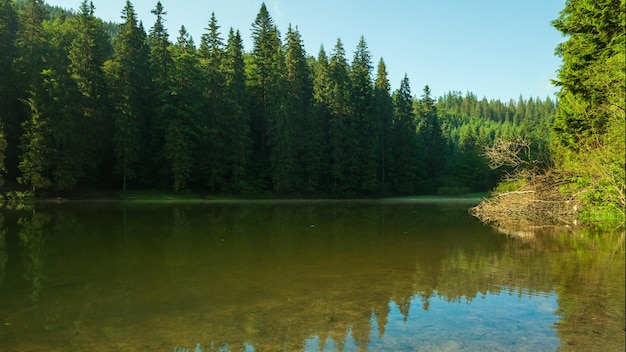 Hermosa naturaleza y un maravilloso paisaje con exuberantes bosques verdes y vegetación alrededor de la perla de los Cárpatos Lago Synevyr Cárpatos en Ucrania Niebla mística sobre los grandes abetos