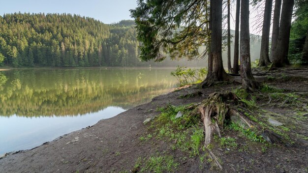 Hermosa naturaleza y un maravilloso paisaje con exuberantes bosques verdes y vegetación alrededor de la perla de los Cárpatos Lago Synevyr Cárpatos en Ucrania Niebla mística sobre los grandes abetos