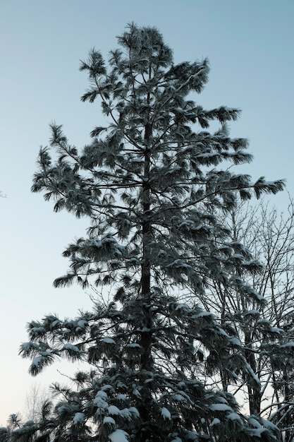 Hermosa naturaleza del norte, paisaje natural con grandes árboles en invierno helado. Foto de alta calidad