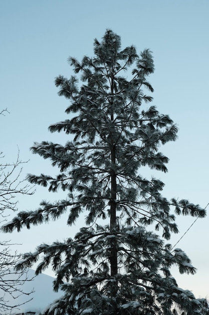 Foto hermosa naturaleza del norte, paisaje natural con grandes árboles en invierno helado. foto de alta calidad
