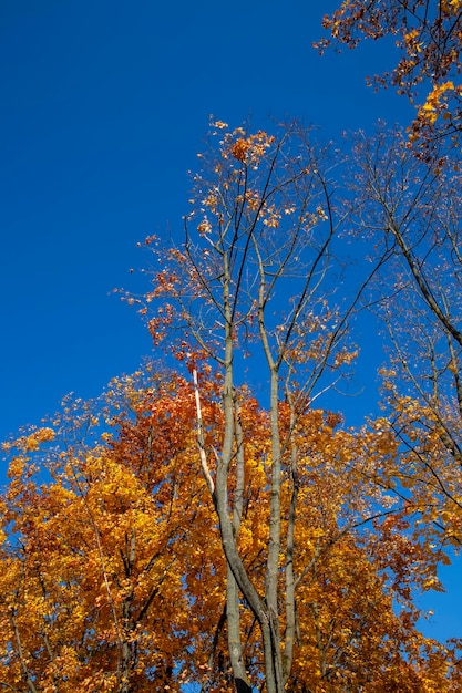 Hermosa naturaleza otoñal con follaje que cae a mediados de otoño