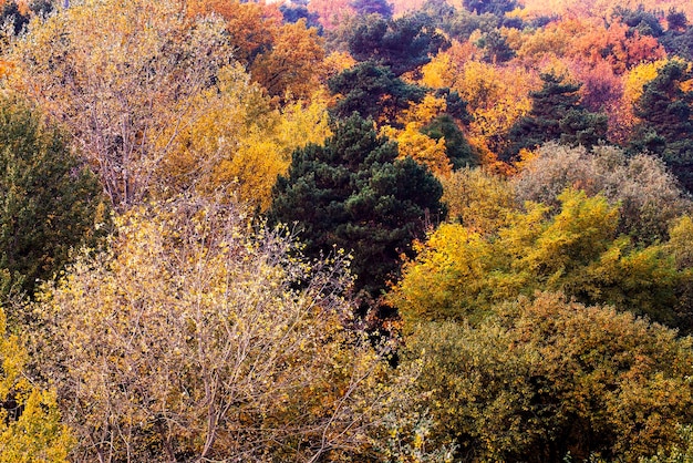 Hermosa naturaleza otoñal con follaje que cae a mediados de otoño