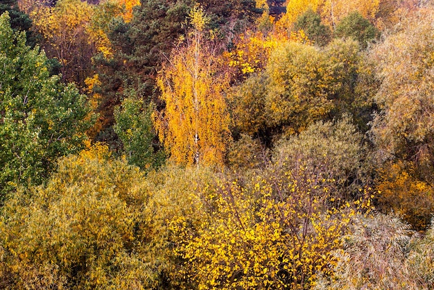 Hermosa naturaleza otoñal con follaje que cae a mediados de otoño