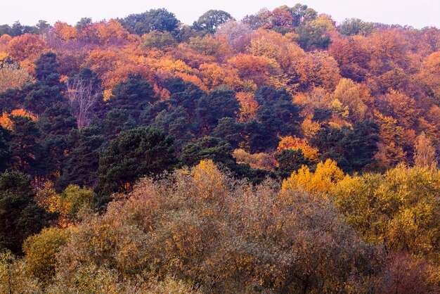 Hermosa naturaleza otoñal con follaje que cae a mediados de otoño