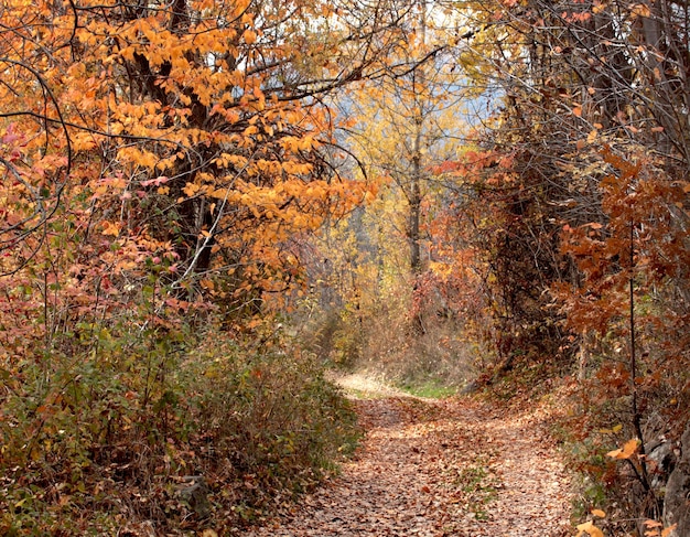 Hermosa naturaleza en otoño