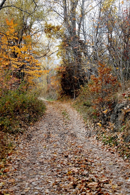 Hermosa naturaleza en otoño