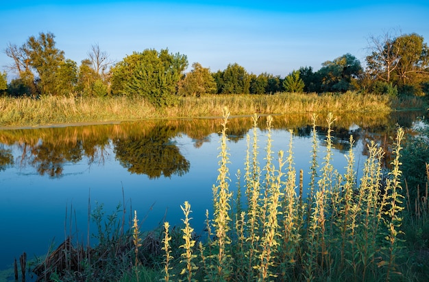 Hermosa naturaleza paisaje claro cielo azul árboles arbustos y plantas verdes alrededor