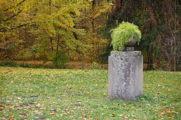 Foto hermosa naturaleza paisaje de otoño vista del paisaje en el parque de la ciudad de otoño con follaje amarillo dorado en un día nublado caminos para caminar en la ciudad parque sembrado de hojas caídas de otoño