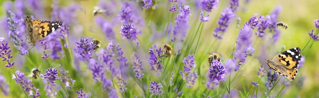 hermosa naturaleza panorámica con abejas melíferas y mariposas que recogen polen en las flores de lavanda