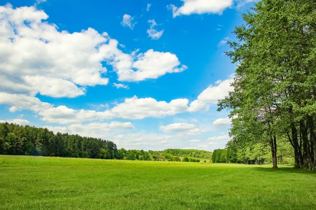 Hermosa naturaleza en el parque de la naturaleza.