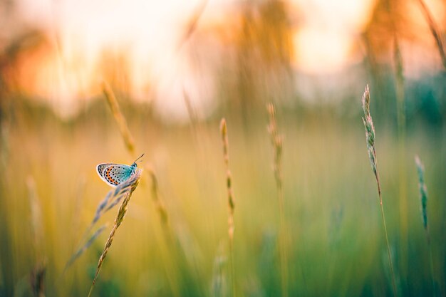 Hermosa naturaleza primer plano flores de verano y mariposas bajo la luz del sol Desenfoque brillante naturaleza puesta de sol