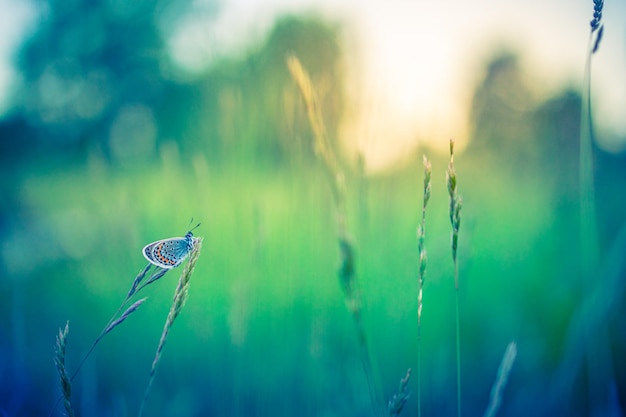 Hermosa naturaleza primer plano flores de verano y mariposas bajo la luz del sol Desenfoque brillante naturaleza puesta de sol