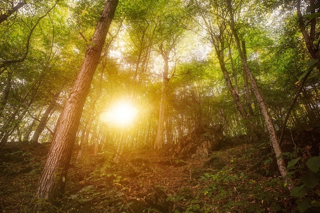 Hermosa naturaleza de la puesta del sol