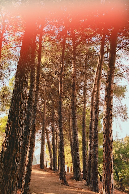 Hermosa naturaleza retro con árboles altos