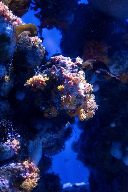 La hermosa naturaleza submarina y la increíble y colorida vida oceánica