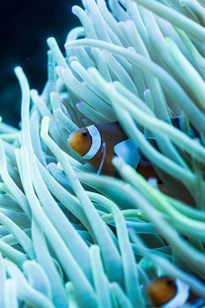 La hermosa naturaleza submarina y la increíble y colorida vida oceánica