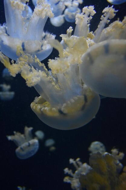 La hermosa naturaleza submarina y la increíble y colorida vida oceánica