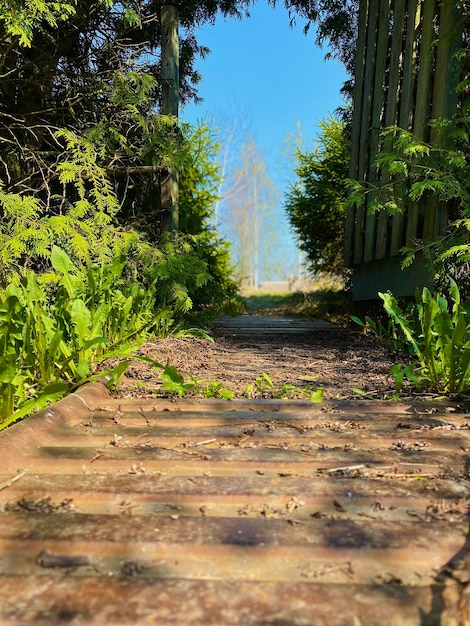 Hermosa naturaleza un túnel de árboles Camino forestal