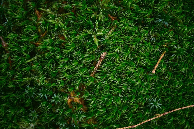 Hermosa naturaleza ucraniana Moss en el árbol en el bosque brumoso durante el día lluvioso Montes Cárpatos Ucrania