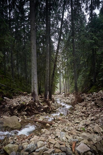 Hermosa naturaleza ucraniana Pequeño río en el viejo bosque de pinos Cárpatos Gorgany Ucrania