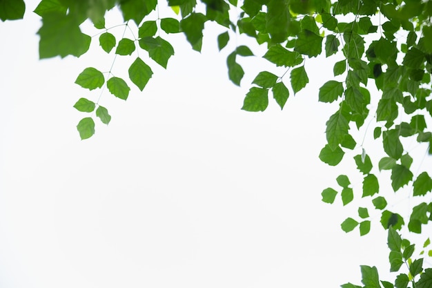 Foto hermosa naturaleza vista hoja verde sobre fondo de cielo blanco y verde borrosa con espacio de copia utilizando como fondo paisaje de plantas naturales, concepto de papel tapiz de ecología.