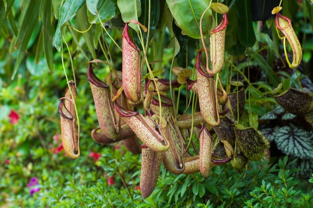 Foto hermosa nepenthes