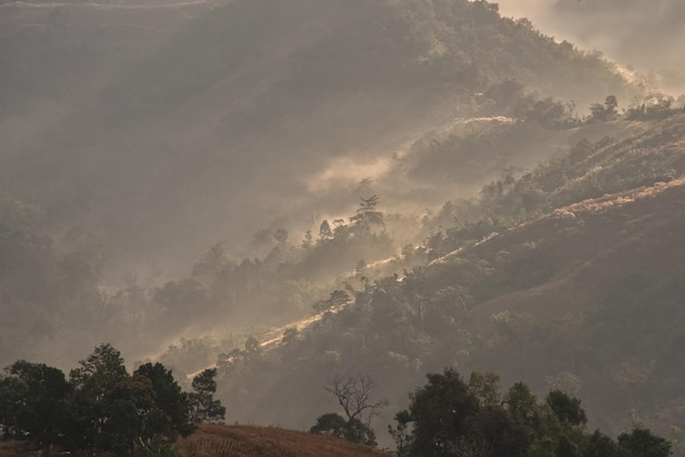 Hermosa niebla dorada en una colina forestal por la mañana