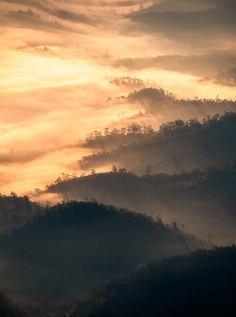 Hermosa niebla dorada que fluye en la montaña en el valle en el parque nacional por la mañana